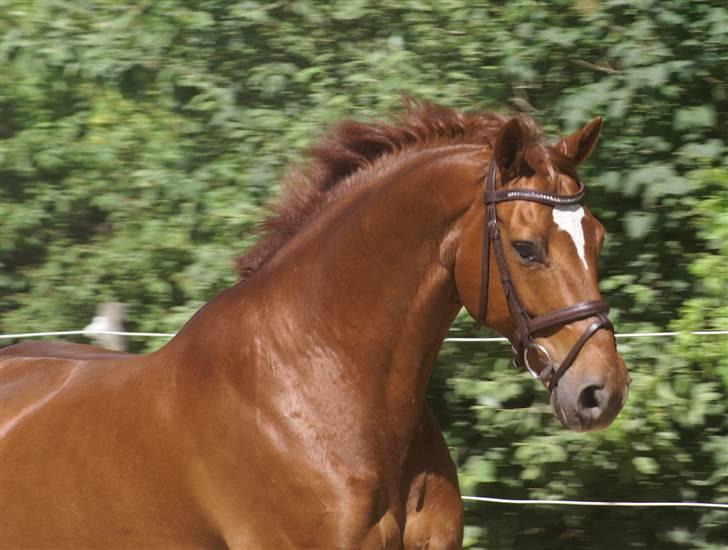 Dansk Varmblod JACQUES WILLENEUVE..død.. - willie den 8.6 2008 billede 1