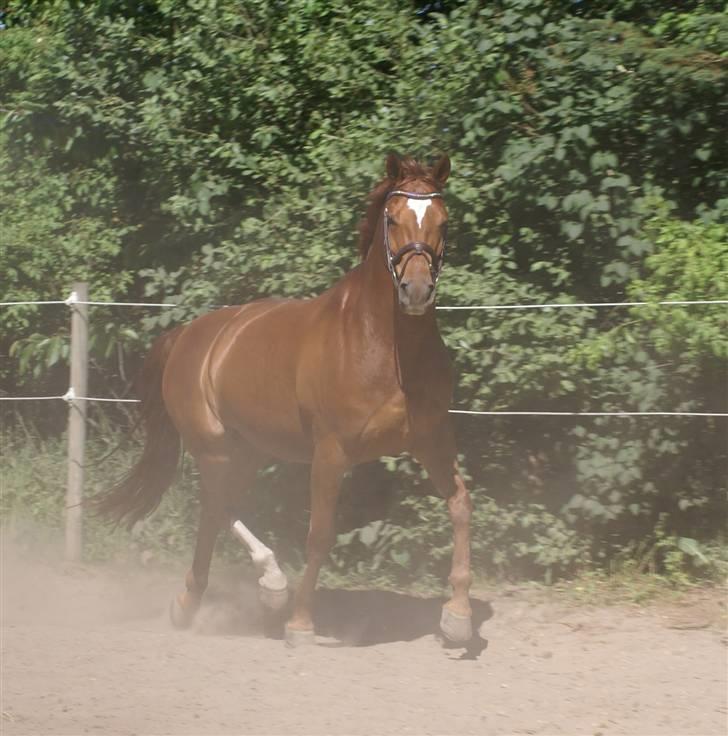 Dansk Varmblod JACQUES WILLENEUVE..død.. - willie  den  8.6 2008 billede 2