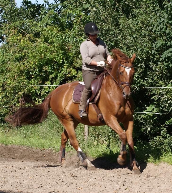 Dansk Varmblod JACQUES WILLENEUVE..død.. - 28.07 .08 billede 4