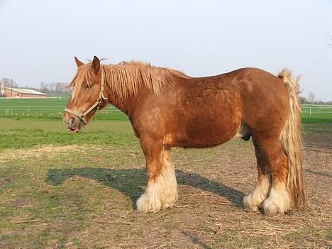 Jyde Tumling billede 3