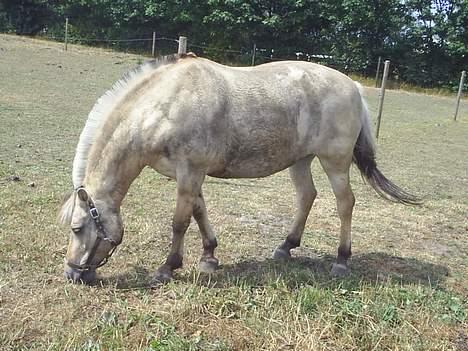 Fjordhest Perle *RIP <3* - hmm en beskidt perle :P <3 billede 18