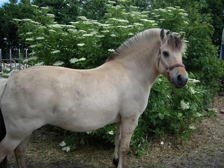Fjordhest Perle *RIP <3* - perle på marken ..  billede 19