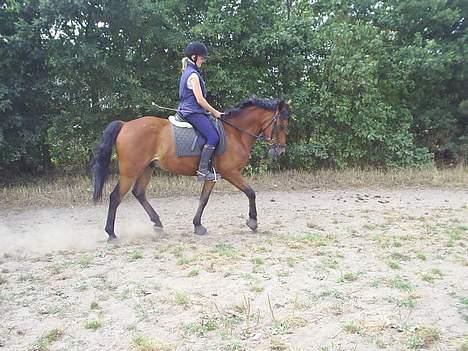 New Forest Moorland's Rondale *Død* - ronni 29juli 2006 træning :) skridt..  billede 15