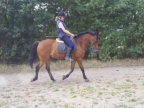 New Forest Moorland's Rondale *Død* - trav :)  billede 17