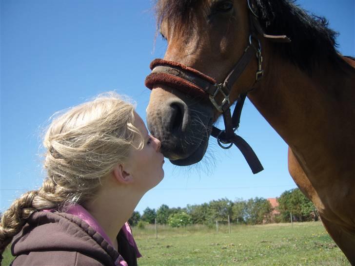 New Forest Moorland's Rondale *Død* - elsker dig dreng - og glemmer dig sku aldrig !!! <3 :´( billede 18