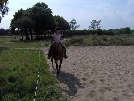 Welsh Cob (sec D) Rudi - SOLGT - træning  den 31/07-2006 billede 20