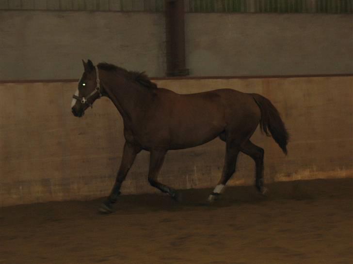 Anden særlig race Lucky - Solgt :'( - Billeder siger mere end 1000 ord, I will always love you :* billede 3