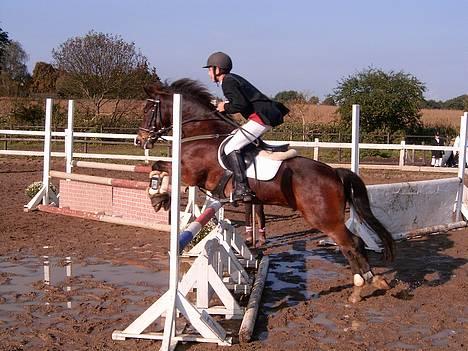 New Forest Odbjergs Aladdin(lånepony - stævne mfr lb billede 1