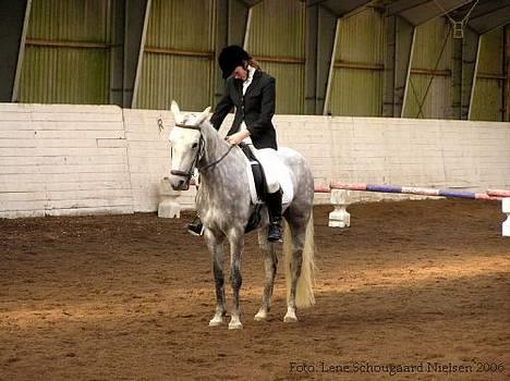 Connemara Fantacy *solgt* - Dressurstævne i MBR billede 13