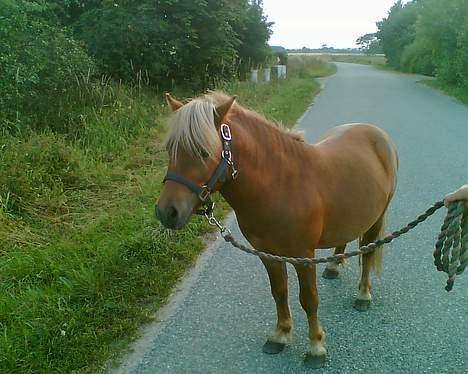 Shetlænder Tarzan!  billede 8