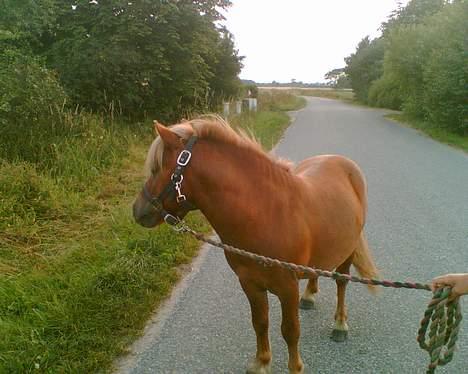 Shetlænder Tarzan!  billede 9