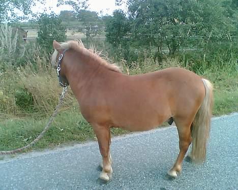 Shetlænder Tarzan!  billede 10