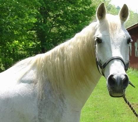 Shagya Araber (SH) Ophelia *Sukkermusen* billede 1