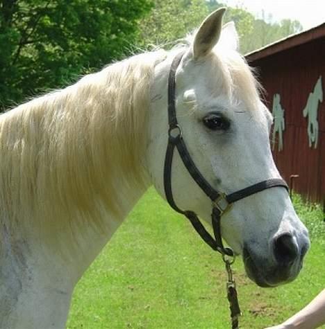 Shagya Araber (SH) Ophelia *Sukkermusen* billede 2