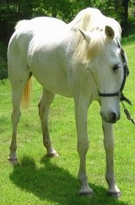 Shagya Araber (SH) Ophelia *Sukkermusen* billede 3