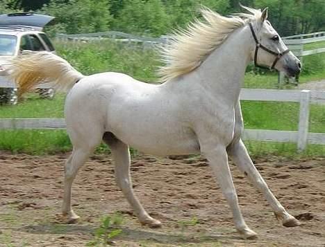 Shagya Araber (SH) Ophelia *Sukkermusen* billede 4