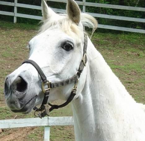 Shagya Araber (SH) Ophelia *Sukkermusen* billede 5