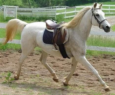 Shagya Araber (SH) Ophelia *Sukkermusen* billede 6