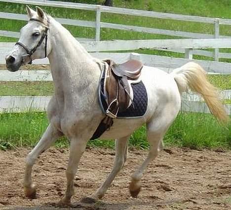 Shagya Araber (SH) Ophelia *Sukkermusen* billede 7