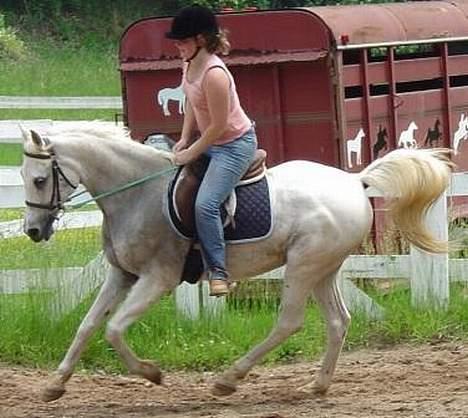 Shagya Araber (SH) Ophelia *Sukkermusen* billede 8