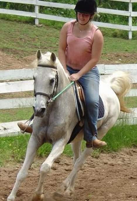 Shagya Araber (SH) Ophelia *Sukkermusen* billede 9