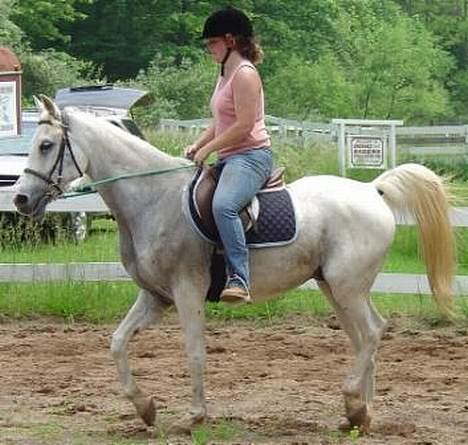 Shagya Araber (SH) Ophelia *Sukkermusen* billede 10