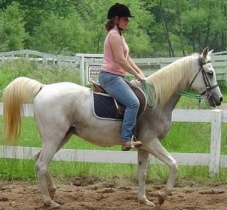 Shagya Araber (SH) Ophelia *Sukkermusen* billede 11