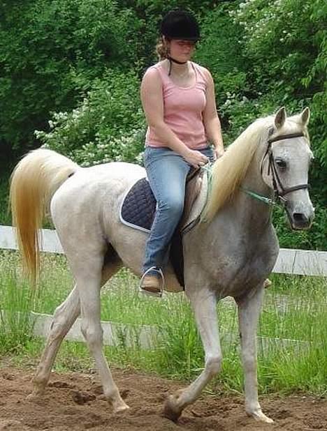 Shagya Araber (SH) Ophelia *Sukkermusen* billede 12