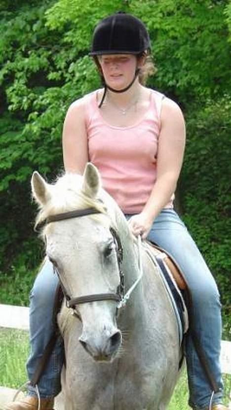 Shagya Araber (SH) Ophelia *Sukkermusen* billede 13