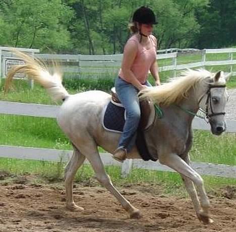 Shagya Araber (SH) Ophelia *Sukkermusen* billede 14