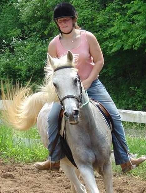 Shagya Araber (SH) Ophelia *Sukkermusen* billede 15