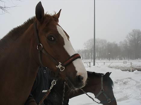 Anden særlig race Lucky - Solgt :'( - Billeder siger mere end 1000 ord, I will always love you :* billede 14