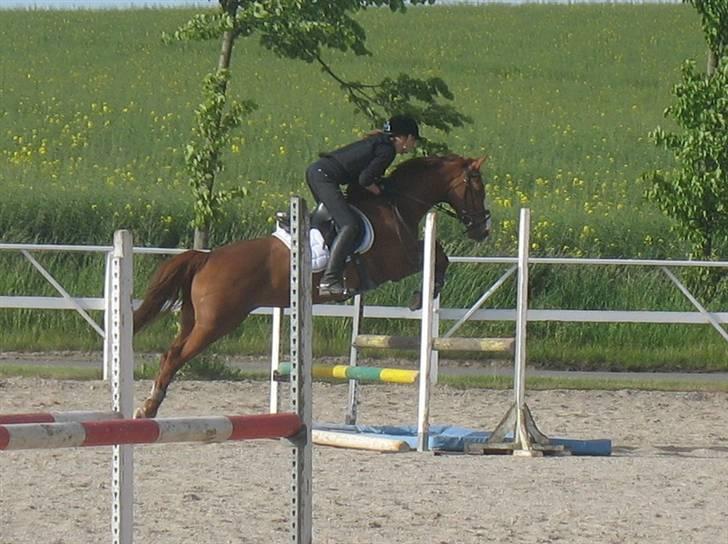 Anden særlig race Lucky - Solgt :'( - Billeder siger mere end 1000 ord, I will always love you :* billede 16