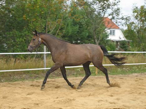 Dansk Varmblod Gørklintgårds Belinina  billede 1