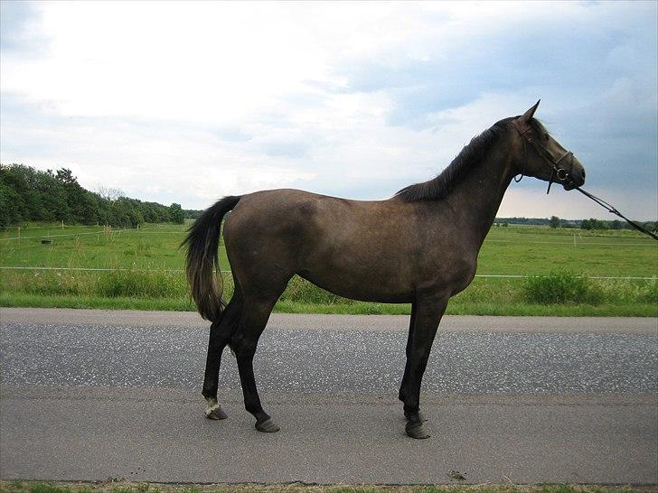 Dansk Varmblod Gørklintgårds Belinina  billede 5