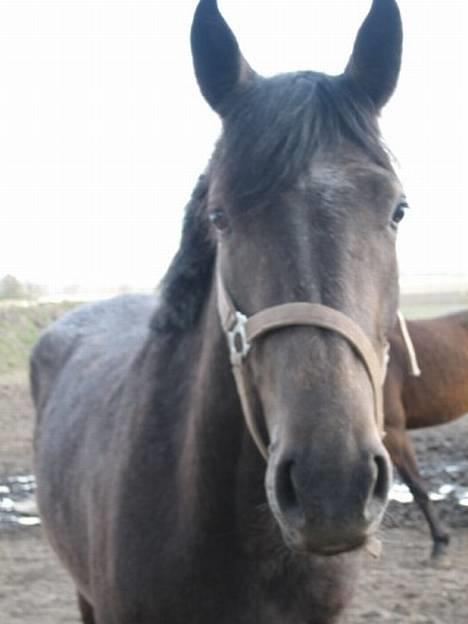 Dansk Varmblod Gørklintgårds Belinina  billede 6