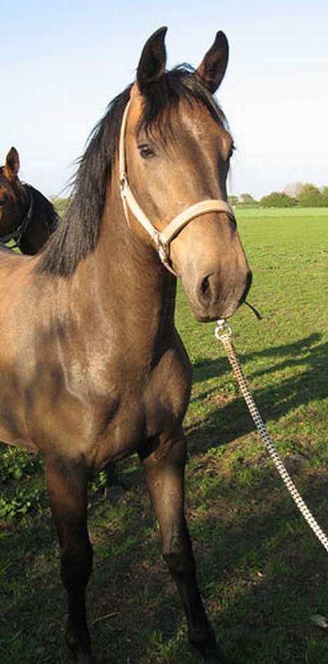 Dansk Varmblod Gørklintgårds Belinina  billede 8