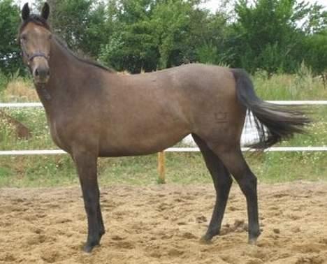 Dansk Varmblod Gørklintgårds Belinina  billede 16