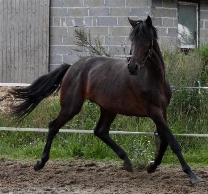 Dansk Varmblod Graversgaards Armageddon billede 14