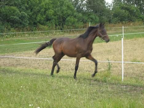 Dansk Varmblod Graversgaards Armageddon billede 16