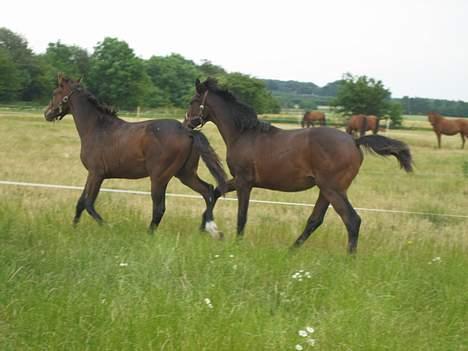 Dansk Varmblod Graversgaards Armageddon billede 17