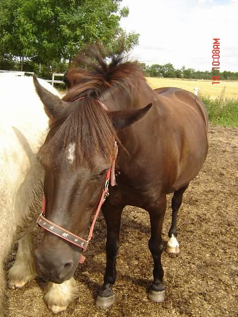 Anden særlig race Django<3 gammel pony ;/  - på fold? <´33 heeh :D billede 12