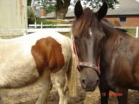 Anden særlig race Django<3 gammel pony ;/  - på fold igen ;) Savner ham så meget <3 :´(  billede 13
