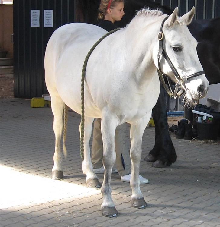 Connemara Birkely Claire - Claire til stævne i Gjern. (:  billede 2