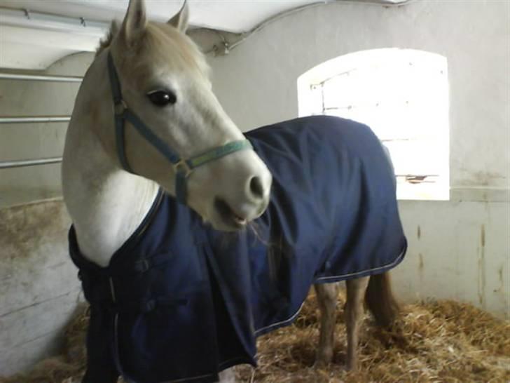 Connemara Birkely Claire - Claire hos Camilla. billede 4