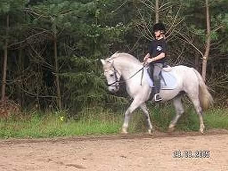 Connemara Birkely Claire - Dressurtræning på banen billede 7