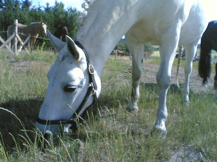 Connemara Birkely Claire - taget med mobil. til stævne i gjern. mums græs d: <3 billede 10