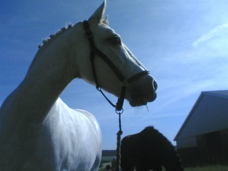 Connemara Birkely Claire - taget med mobil. til stævne i gjern. billede 11
