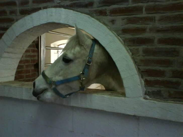 Connemara Birkely Claire - Claire hos Camilla. billede 13