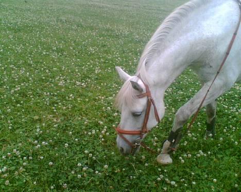 Connemara Birkely Claire - Claire  med sit søde nye hovedtøj  billede 17